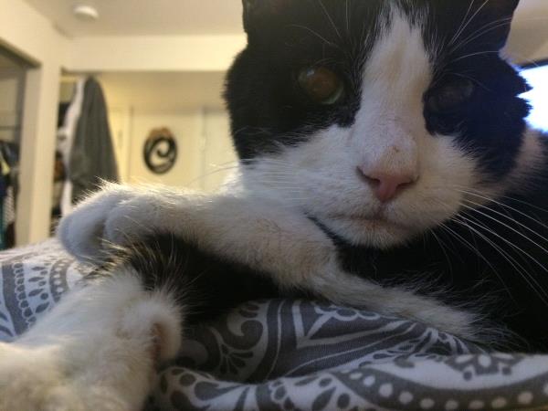 /Images/uploads/Humane Society of Utah/HSU2018/entries/4170thumb.jpg